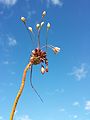 Inflorescence