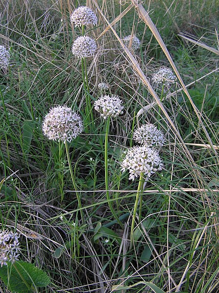 File:Allium tulipifolium (habitus).jpg