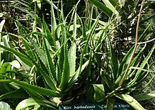 Aloe babatiensis - Сады Аруши 1.jpg