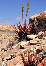 Miniatura para Aloe gariepensis