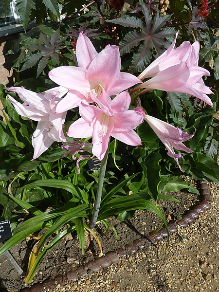 File:Amarcrinum memoria-corsii "Howardii" (Amaryllidaceae) (plant).JPG