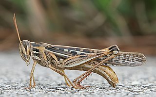 <span class="mw-page-title-main">Grasshopper</span> Common name for a group of insects