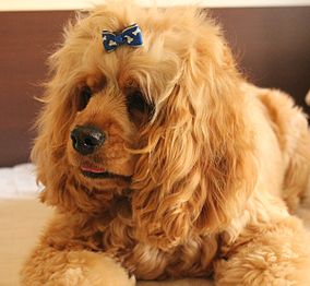 American Cocker Spaniel.