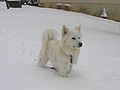 American Eskimo Dog Peary.jpg