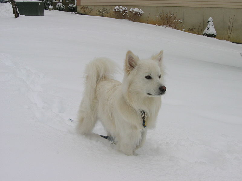 File:American Eskimo Dog Peary.jpg