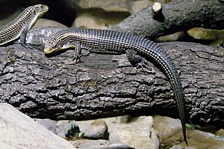 Gerrhosauridae family of reptiles