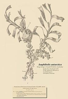 <i>Amphibolis</i> genus of plants