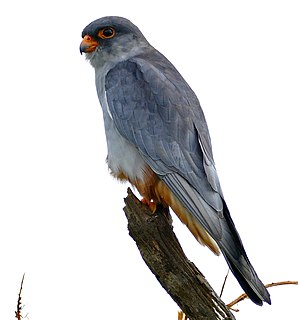 Amur falcon falcon species