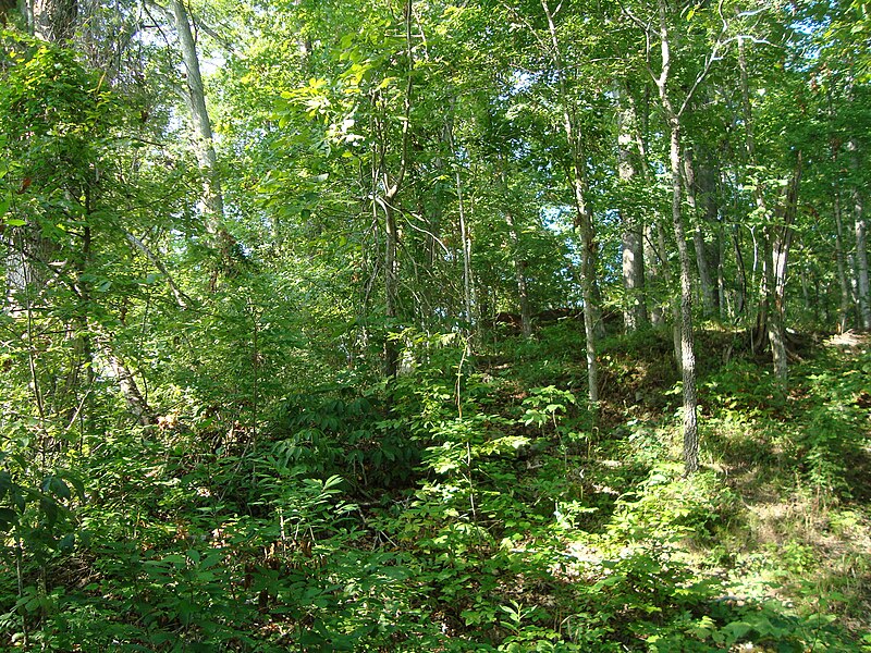 File:An overgrown trail trace at Tuscumbia Landing near Sheffield, Alabama (68f4122d-0a43-49fe-a897-952e3973b0c8).JPG