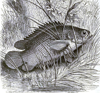 <span class="mw-page-title-main">Climbing gourami</span> Family of fishes