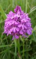 Hondskruid (Anacamptis pyramidalis)