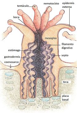 Anatomía de un Antozoo.