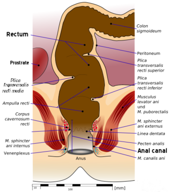 Petting crotch anus rectum