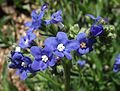 Anchusa (Ochsenzunge)