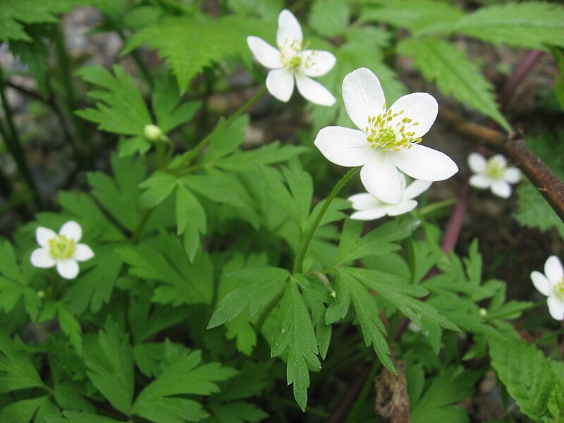 File:Anemone stolonifera 1.JPG