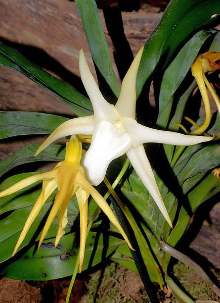 File:Angraecum sesquipedale Orchi 2013-03-22 084.jpg