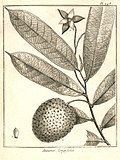 Annona longifolia Aublet 1775 pl 248.jpg