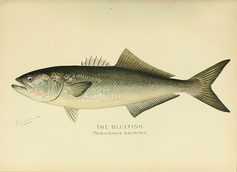 File:Annual report of the Commissioners of Fisheries, Game and Forests of the State of New York (1898) (17812366173).jpg