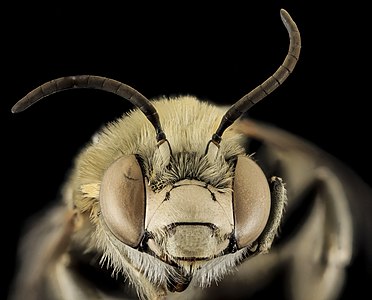 Anthophora montana (Rocky Mountain Anthophora)