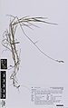 Anthosachne kingiana multiflora (Endl.) Govaerts (AM AK360390).jpg