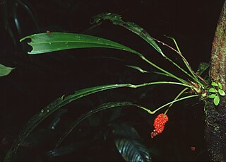 <i>Anthurium bakeri</i> Species of plant in the family Araceae