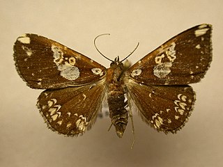 <i>Antiblemma chephira</i> Species of moth