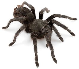 Aphonopelma steindachneri