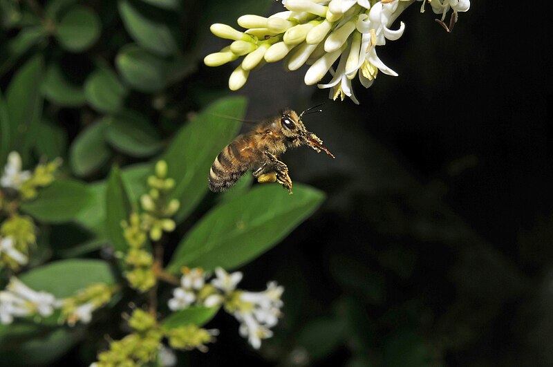 File:Apis mellifera Linnaeus, 1758, Ligustrum vulgare Linnaeus, 1753 300.3.0791.jpg