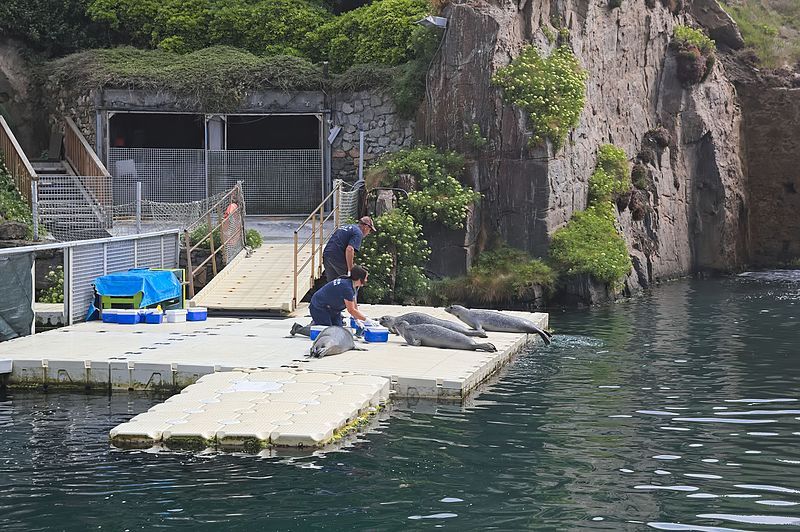 File:Aquarium Finisterrae - Foca comun - Phoca vitulina - 08.jpg