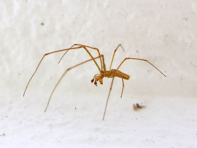 File:Araña 050618 19.jpg