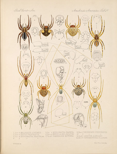 File:Arachnida Araneidea Vol 1 Table 27.jpg