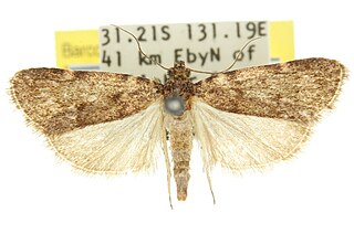 <i>Araeopaschia demotis</i> Species of moth