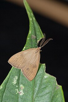 Arbudas submacula (25982257941) .jpg