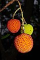 Frutos de madroño (Arbutus unedo)