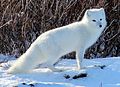 Arctic fox (6375702297).jpg