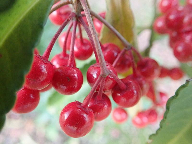 File:Ardisia crenata in the Koishikawa-Kōrakuen IMG 3915.jpg