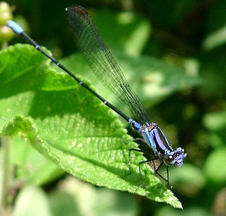 Spine-tipped dancer, Argia extranea Argia frequentula ^ Calvert, 1907. Coenagrionidae - Flickr - gailhampshire.jpg