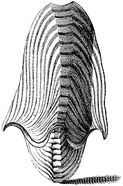 One of the earliest known depictions of A. argo, from Index Testarum Conchyliorum (1742) by Niccolò Gualtieri