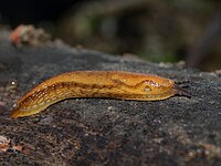 An active individual of Arion subfuscus Arion-subfuscus-braune-wegschnecke.jpg