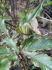 Arisaema nepenthoides (26634334281).jpg