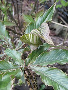 Arisaema - Wikispecies