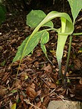 Arisaema tosaense 3.JPG