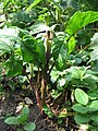 Arisaema triphyllum, or Jack in the pulpit