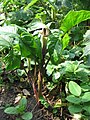 Arisaema triphyllum