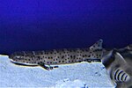 Thumbnail for File:Atelomycterus macleayi in an aquarium.jpg