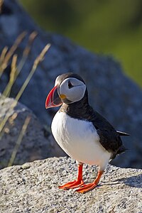 The Atlantic puffin is a migratory bird to Ireland, common at coastal areas. Atlantic Puffin.jpg