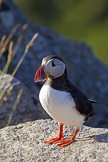 Atlantic puffin A seabird in the auk family native to the Atlantic Ocean