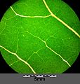 Bottom side of leaf (with background lighting) with regular, tight branched veins of C3 plants