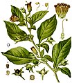 致命的茄屬植物顛茄（Atropa belladonna）產生托烷類生物鹼，包括阿托品，東莨菪鹼和莨菪鹼。[29]