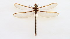 ♂ Austrophlebia costalis